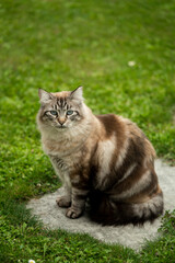 Naklejka na ściany i meble A beautiful Siberian cat sitting on a stone