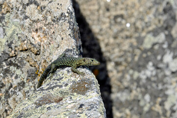 Bedriaga’s Rock Lizard // Tyrrhenische Gebirgseidechse (Archaeolacerta bedriagae) - Corsica, France