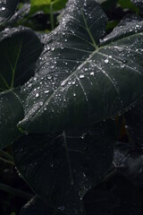 green taro leaves with raindrops in the morning