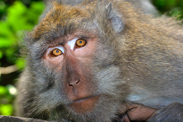 Curious monkey (long-tailed macaque) close up