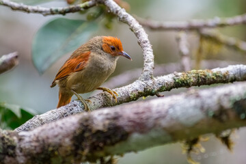 Red faced spinetail (Cranioleuca erythrops). Small elusive bird perched on a tree in the middle of the lowland Chocuano forest.