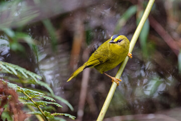 Black crested warbler (myiothlypis nigrocistata). Yellow warbler perched on a diagonal branch in the middle of a fern.