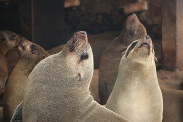 Phoque © Regis Doucet