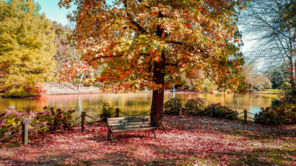 Beautiful autumn landscape. Colorful leaves falling from the tree in autumn. An empty bench by the...