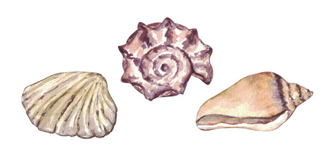 Watercolor set of isolated objects sea shells.