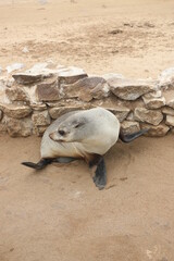 Naklejka premium Phoque