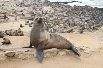 Phoque © Regis Doucet