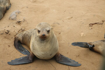 Phoque © Regis Doucet