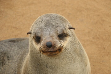 Phoque © Regis Doucet