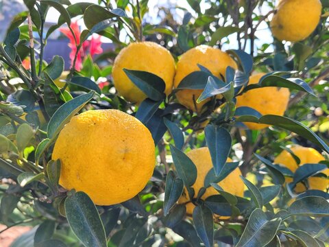 Citron, citron fruit, citron tree, Fruit, Fruit tree
