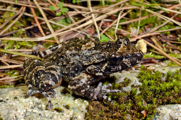 Korsischer Scheibenzüngler // Corsican painted frog (Discoglossus montalentii) - Korsika, Frankreich