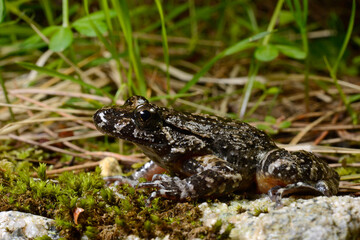 Corsican painted frog // Korsischer Scheibenzüngler (Discoglossus montalentii) - Corsica, France