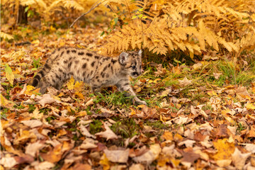 Naklejka na ściany i meble Mountain lion cub in the fall leaves