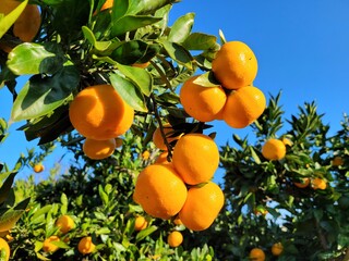 mandarin, tangerine, orange, fruit, food, a tangerine orchard, an orange orchard, an orange plantation