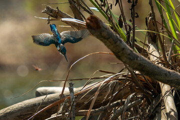 Kingfisher in freediving
