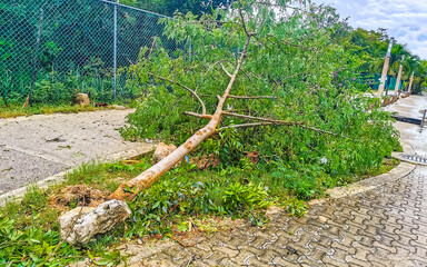Hurricane 2021 Playa del Carmen Mexico destruction devastation broken trees.