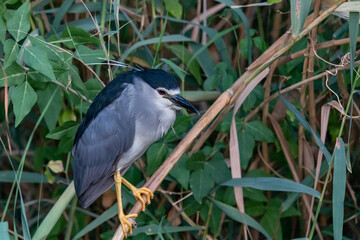 blue heron