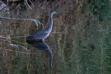 great blue heron ardea cinerea