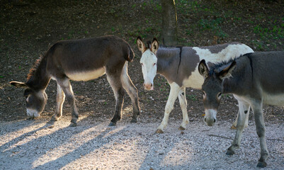 Donkeys in the Countryside
