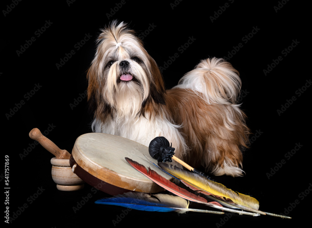 Sticker shih tzu in studio