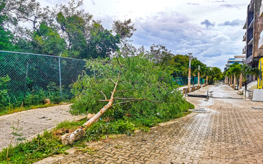 Hurricane 2021 Playa del Carmen Mexico destruction devastation broken trees.