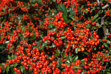 buisson ardent, Pyracantha