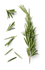 fresh twig of rosemary, a couple of smaller pieces and single needles isolated over a transparent background - food, health or perfumery related design element, top view / flat lay - 541758034