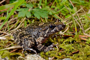 Discoglosse de Montalent // Corsican painted frog // Korsischer Scheibenzüngler (Discoglossus montalentii) - Corse, France