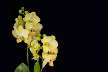 Fototapeta na wymiar Lovely yellow orchid on a black background. Home flowers, floriculture, hobbies.