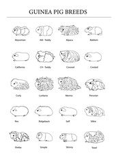 Guinea pig breeds poster in line style. Pet rodents collection and icons. Isolated vector black line with different breeds