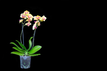 Beautiful yellow orchid in a pot on a black background. Home flowers, floriculture, hobbies.