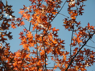 Leuchtende Herbstblätter
