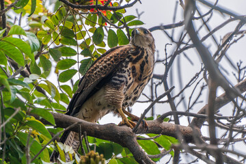 Harris's hawk on branch