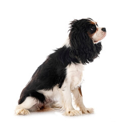 cavalier king charles