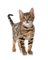 Obraz premium bengal kitten in studio