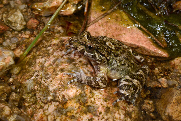 Corsican painted frog // Korsischer Scheibenzüngler (Discoglossus montalentii) - Corsica, France