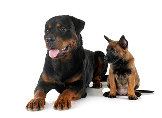 Obraz premium puppy malinois and rottweiler