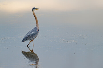 Large Wading bird with reflection walking in a shallow pool for fishing in golden hours. Ardea Herodias with breeding plumage. 