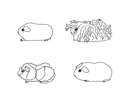 Guinea pig breeds in line style. Pet rodents collection and icons. Isolated vector black line
