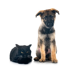 puppy german shepherd and cat