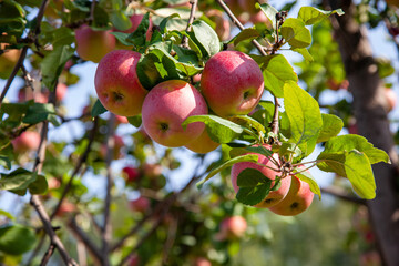 Ripe red apples on a tree branch in the garden. Harvest apples.