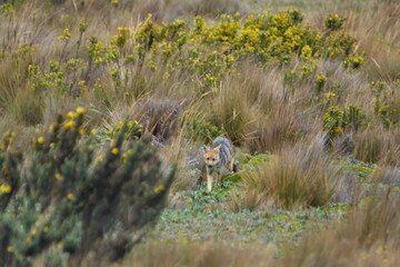 Culpeo (Lycalopex culpaeus) in the high altitude Antisana Ecological Reserve, outside of Quito, Ecuador