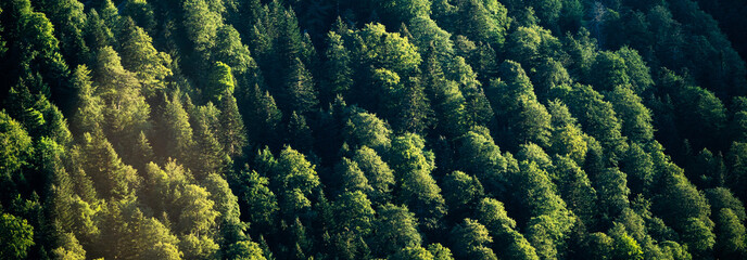 Green trees. Panoramic landscape close up of some green trees for a background of caring for the green planet, ecological products and climate change.