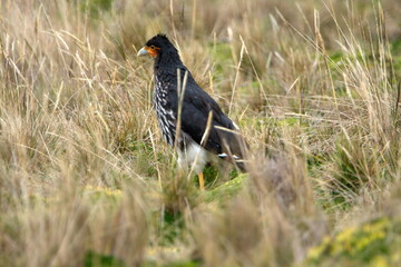 Carunculated caracara (Phalcoboenus carunculatus) walking in the grass at the high altitude Antisana Ecological Reserve, outside of Quito, Ecuador