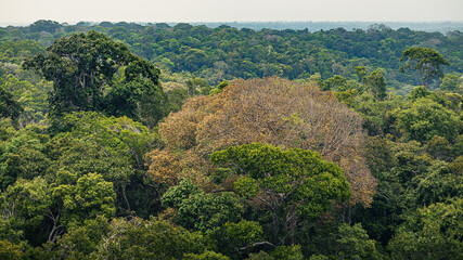 Fototapeta na wymiar Amazônia