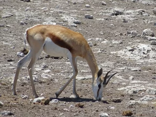 Door stickers Antelope antilope
