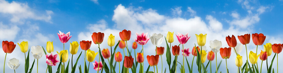 Beautiful flowers tulips growing in the garden are depicted close-up