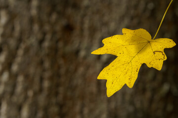 Goldener Herbst im Detail: Gelbes Blatt einzelnd vorm Baumstamm