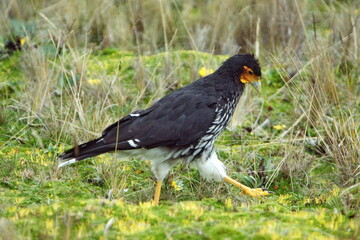 Carunculated caracara (Phalcoboenus carunculatus) walking in the grass at the high altitude Antisana Ecological Reserve, outside of Quito, Ecuador