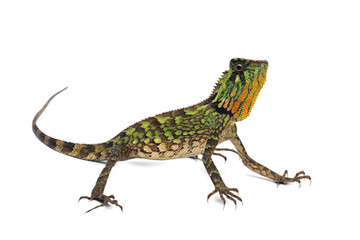 Fototapeta premium Kuhl's Angelhead Lizard (Gonocephalus kuhlii lizard) isolated on white background.